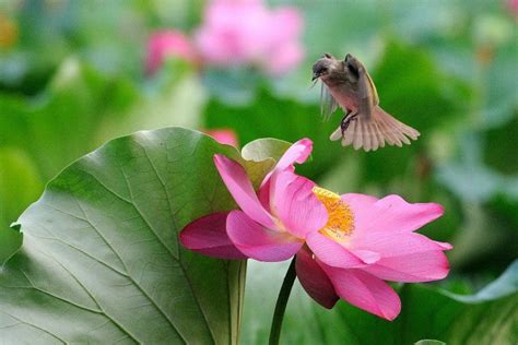  De Eenvoudige Pracht van Lotus en Vogels - Een Betoverende Verkenning van Rust en Harmonie